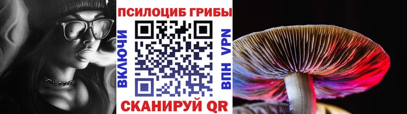 Галлюциногенные грибы Psilocybe Калининск